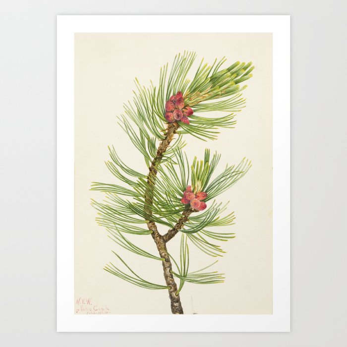 Whitebark Pine (Pinus albicaulis) Art Print