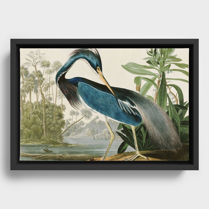 Louisiana Heron by John James Audubon  Framed Canvas