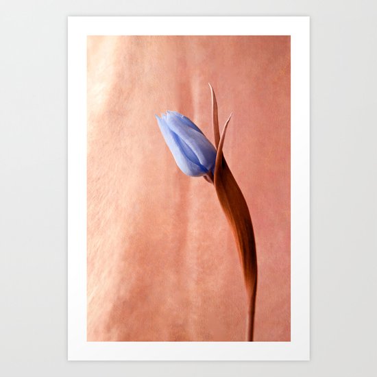 blue tulip Art Print
