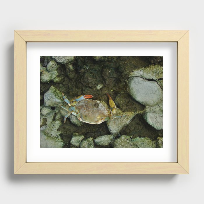 Blue Crab Recessed Framed Print