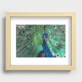 Let Me See Your Peacock Recessed Framed Print