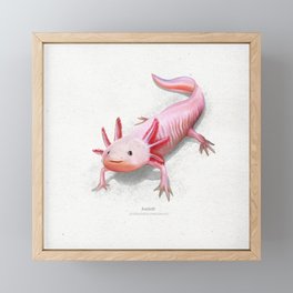 Axolotl scientific illustration art print Framed Mini Art Print