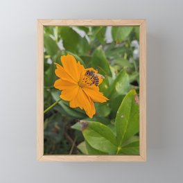 Bee Visiting Orange Cosmo  Framed Mini Art Print