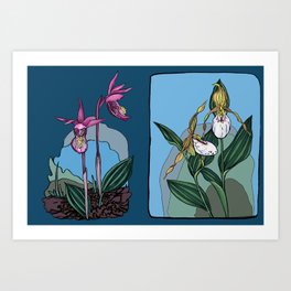 Lady Slipper Orchids Art Print