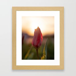 Tulip Framed Art Print