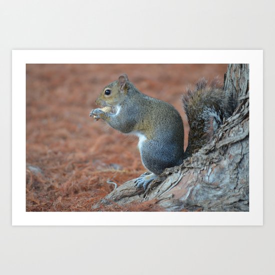 Squirrels Art Print