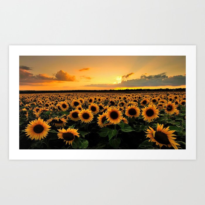 Sunflower field Art Print