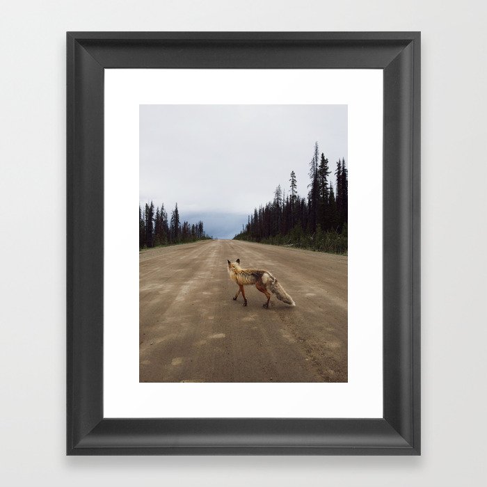 Road Fox Framed Art Print