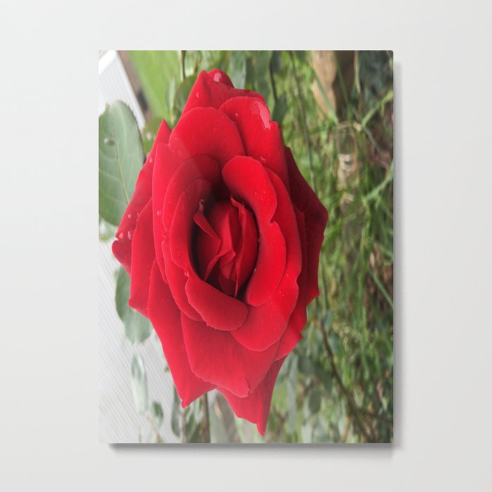 Red rose Metal Print