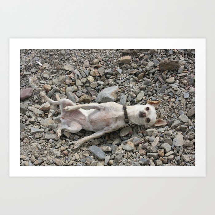 This Dirty Chihuahua Unimpressed Art Print