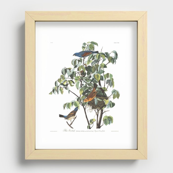 Blue Grosbeak (Audubon) Recessed Framed Print