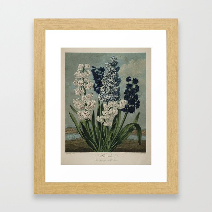 Edwards, S. (1768-1819) - The Temple of Flora 1807 - Hyacinths Framed Art Print
