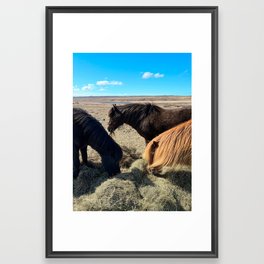 Icelandic Horses Framed Art Print