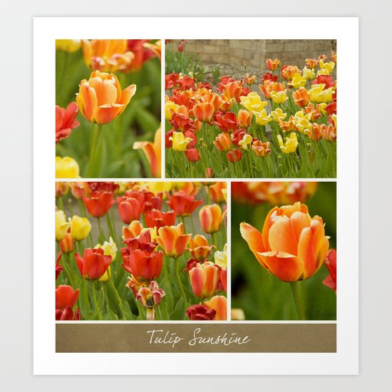 Tulip Sunshine Art Print