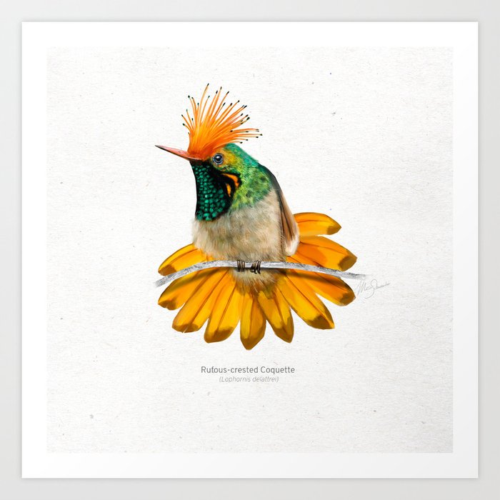 Rufous-crested Coquette hummingbird art print Art Print
