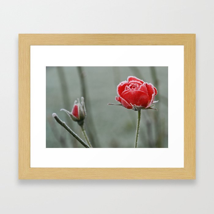 frosted rose and bud Framed Art Print
