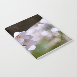 Sakura Blooms in late March in Tokyo Notebook