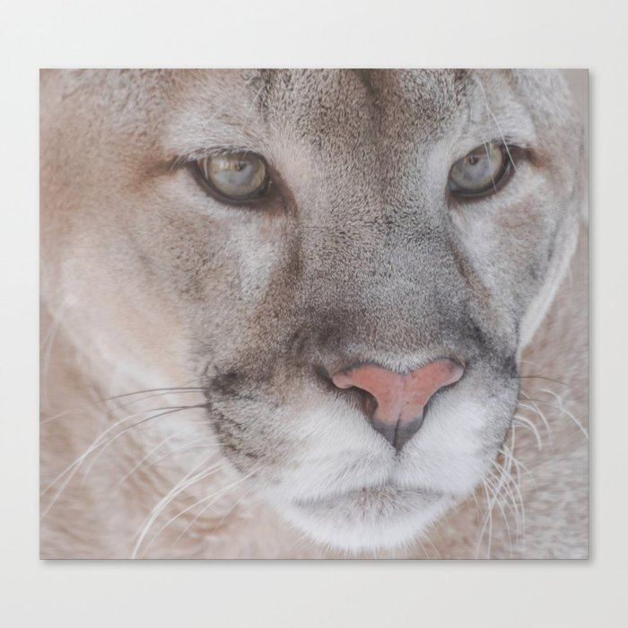 Cougar face Canvas Print