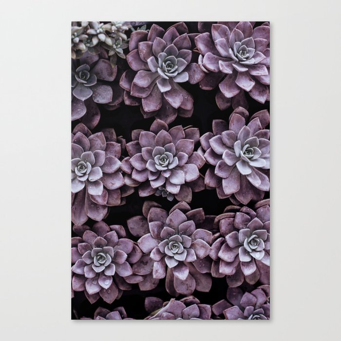 Violet Succulents Canvas Print
