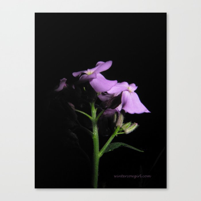 Flower in the Dark Canvas Print