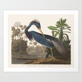 Vintage Bird Illustration Art Print