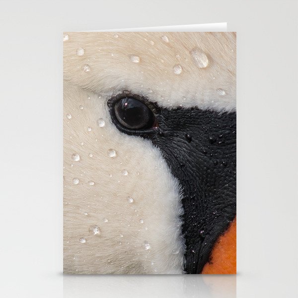 Mute Swan in Winter - CloseUp Stationery Cards