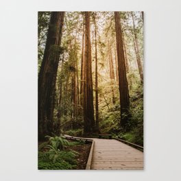 Muir Woods | California Redwoods Forest Nature Travel Photography Canvas Print