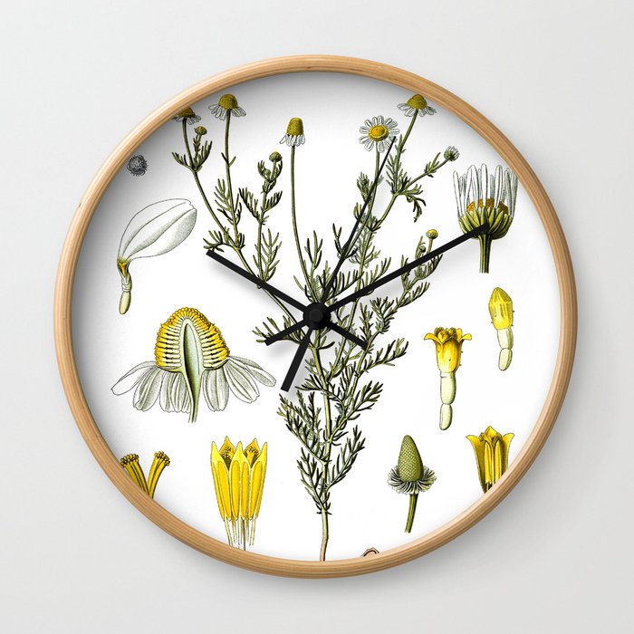 Nature, botanical print, flower poster art of Chamomile Wall Clock