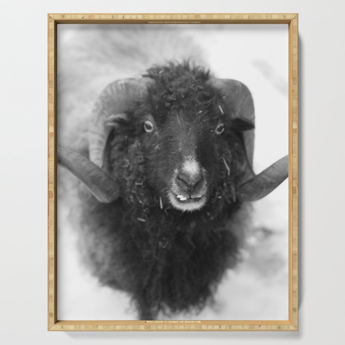The black sheep, black and white photography Serving Tray