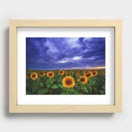 Beautiful sunflower field at sunset and dramatic summer sky Recessed Framed Print