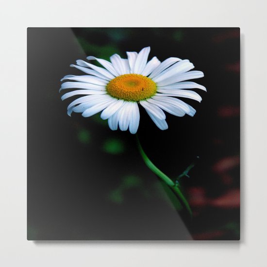 A daisy a day keeps the blues away Metal Print