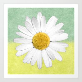 White Marguerite Daisy Flower on Green Yellow Textured Background Art Print