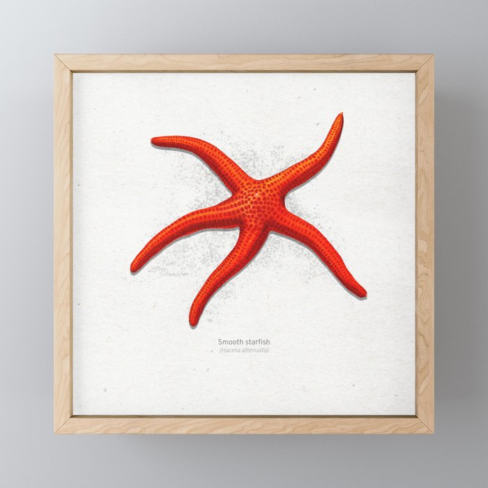 Smooth starfish scientific illustration art print Framed Mini Art Print