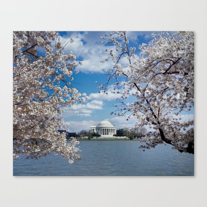 Thomas Jefferson Memorial with Cherry Blossoms  Canvas Print