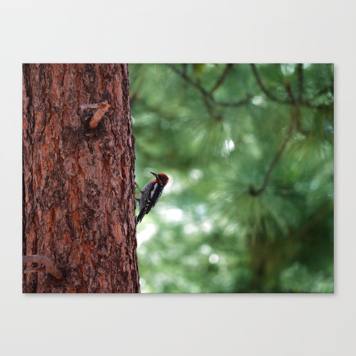 Red-naped Woodpecker Canvas Print