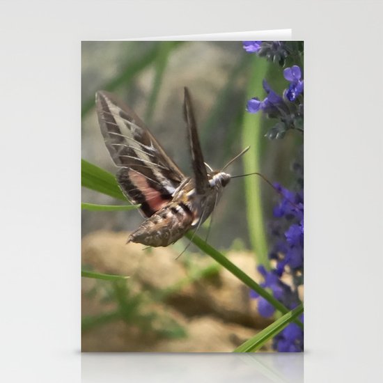 Hummingbird Moth Stationery Cards