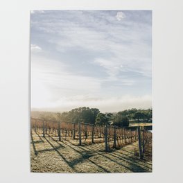 Sunny vines Poster