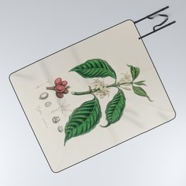 Coffee Bean Antique Botanical Illustration Picnic Blanket