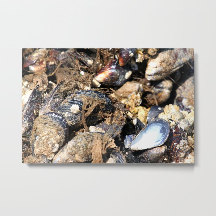 Mussels Metal Print