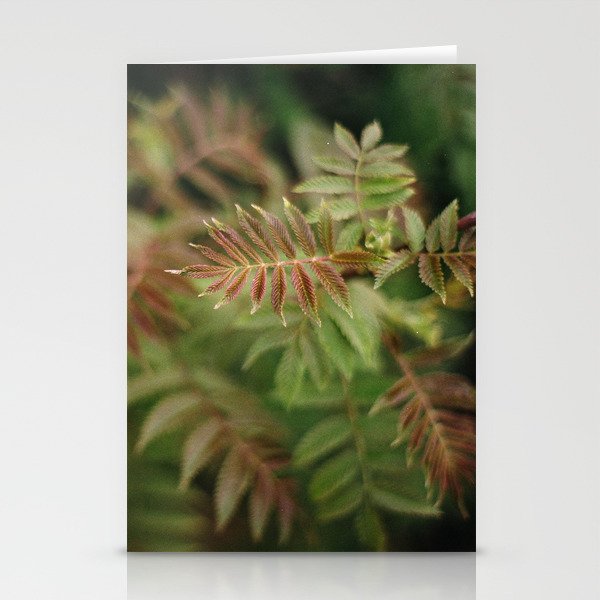 Mountain Ash Stationery Cards