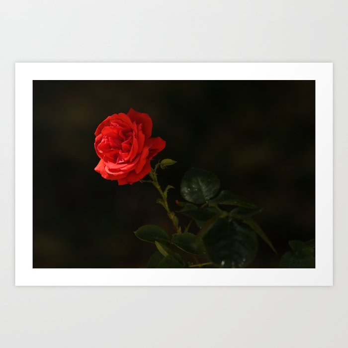 The Wild Red Rose Art Print By Frozenlakemp Society6 Hand drawn watercolor illustration, isolated. society6