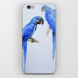Hyacinth macaws, beautiful blue parrots iPhone Skin