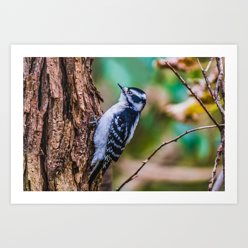 Female Hairy Woodpecker. Nature Photography Print by love-fi Society6