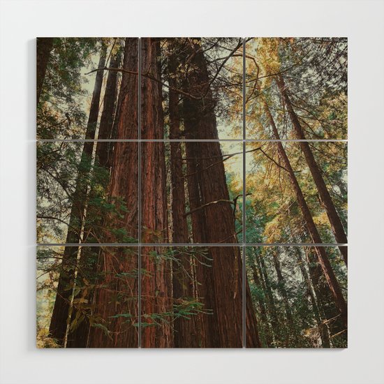 Redwood Trees Wood Wall Art By Jonnyharing Society6