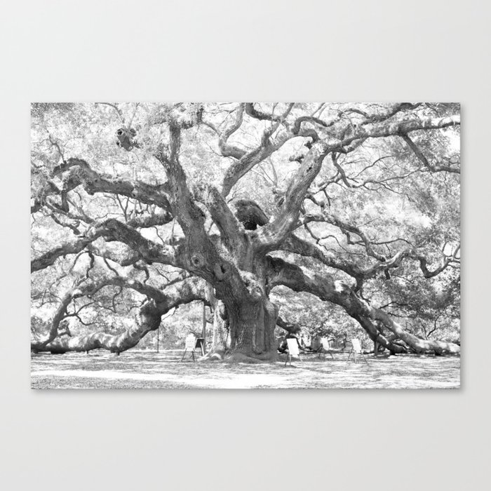 The Angel Oak - Charleston, South Carolina Canvas Print