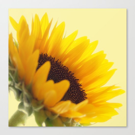 Sunflower Canvas Print