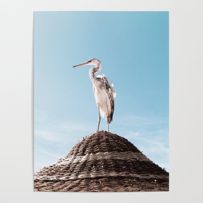 Grey Heron Poster