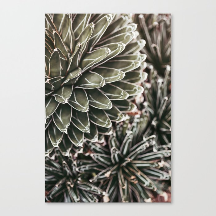 Cactus Study #3 Canvas Print