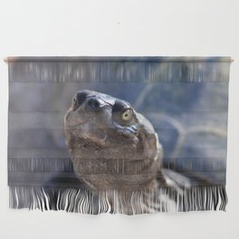 South Africa Photography - Beautiful Tortoise Wall Hanging