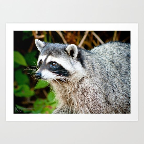Raccoon Art Print
